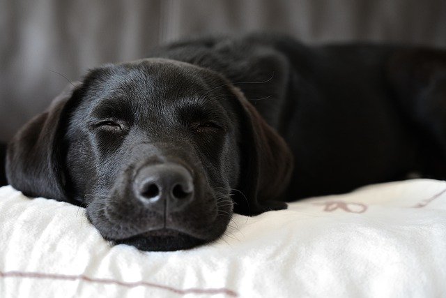 Labrador Retriever – co wiemy na temat tego psa?