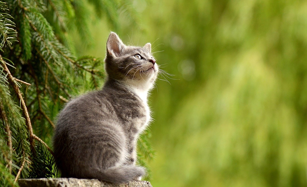 Karma mokra dla kota – co powinna zawierać?