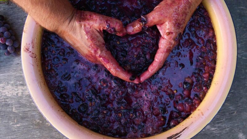 Jak zrobić wino z winogron krok po kroku – przepis na domowe wino